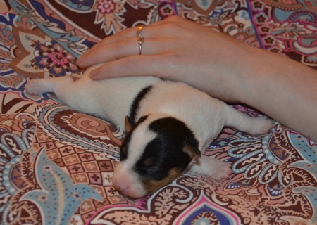 EMERALD... im Größen-Vergleich :-)